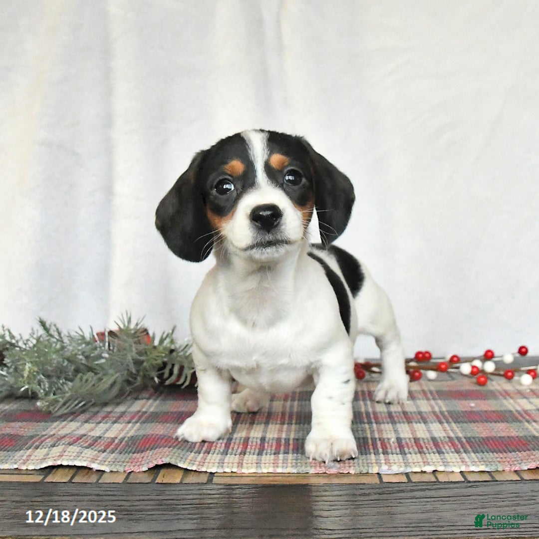 Miniature Dachshund dogs for sale: Sadie - Ad 3