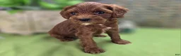 Cockapoo dogs for sale: Emily - Ad 13