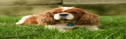 Cavalier King Charles Spaniel dogs for sale: Aggie - Ad 6