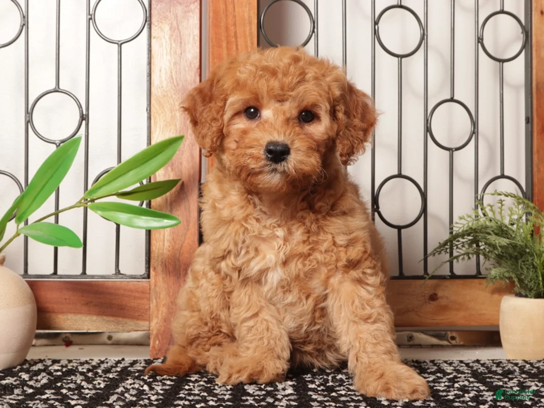 Mini Goldendoodle dogs for sale: Ann Amazing Red Mini Goldendoodle  - Ad 1