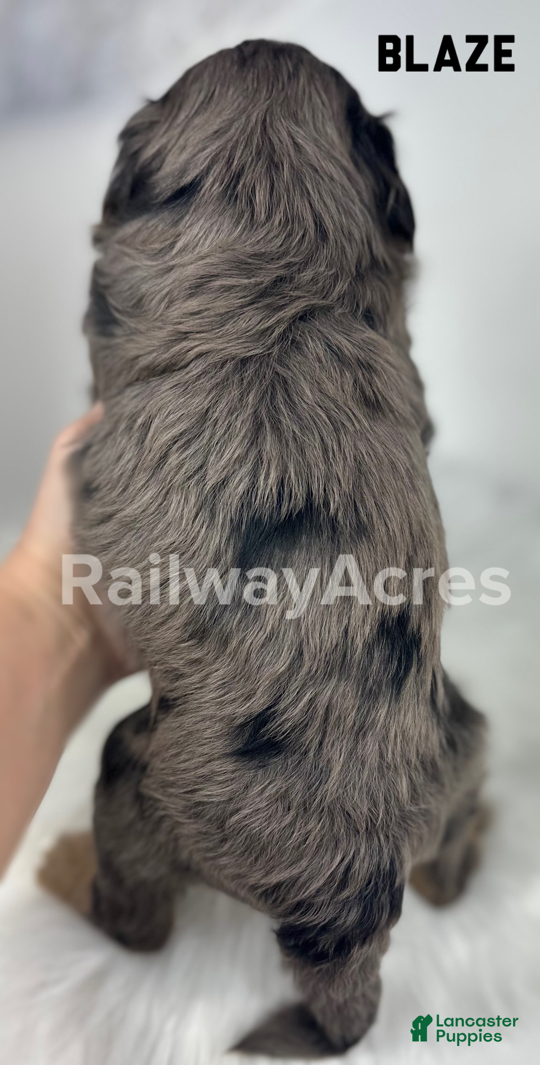 Mini Goldendoodle dogs for sale: Blaze-Petite - Ad 2