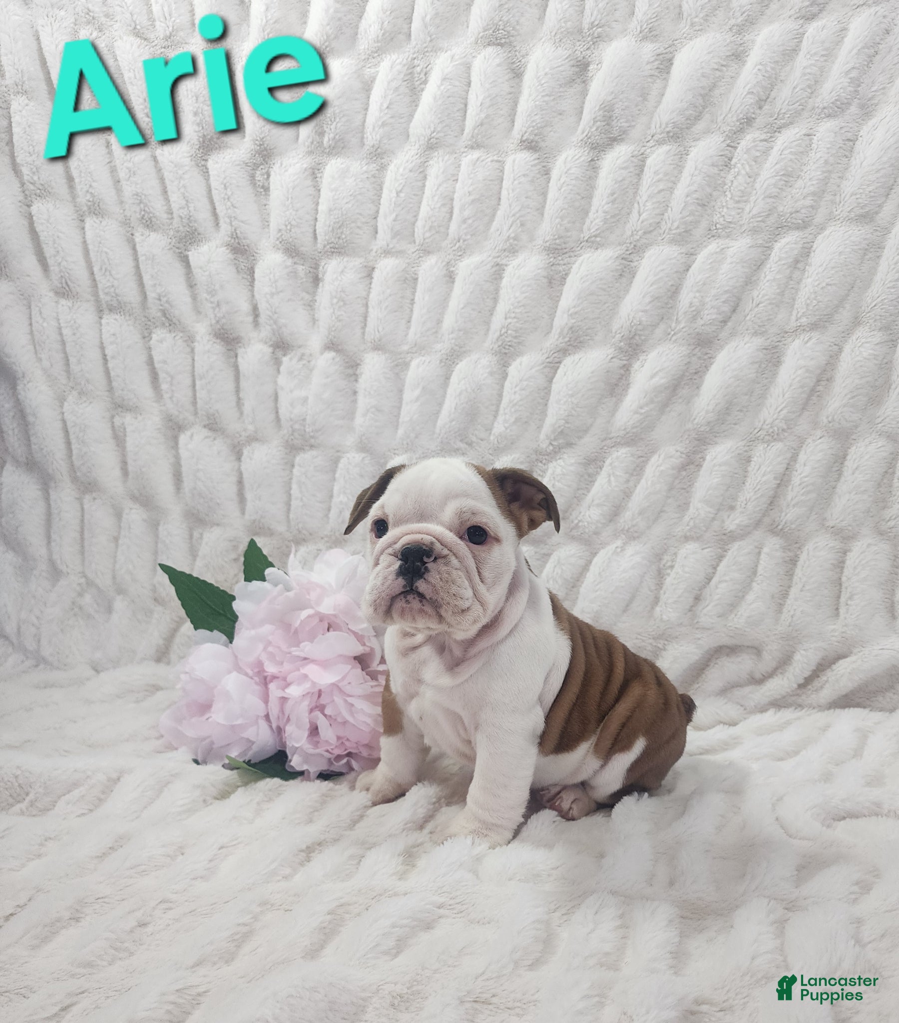 English Bulldog dogs AKC Arie  - Ad 1