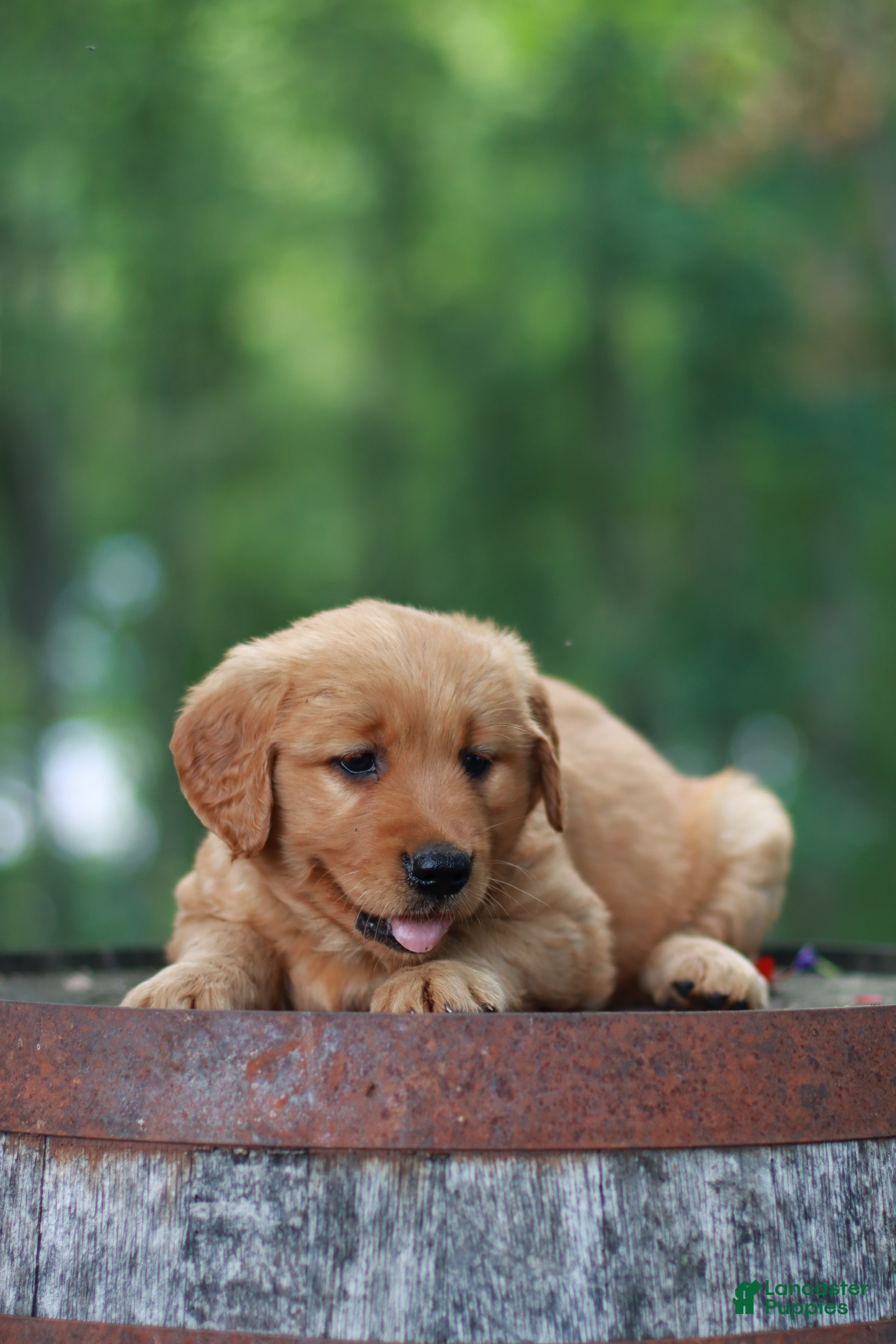 Golden Retriever dogs for sale: Bella - Ad 3