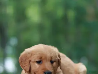 Golden Retriever dogs for sale: Bella - Ad 3