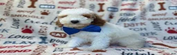 Miniature Poodle dogs for sale: Tofu - Ad 9