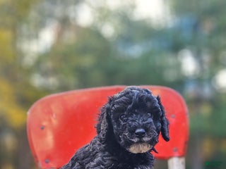 Miniature Poodle dogs - Ad 4