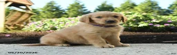 Golden Retriever dogs for sale: Haley - Ad 5