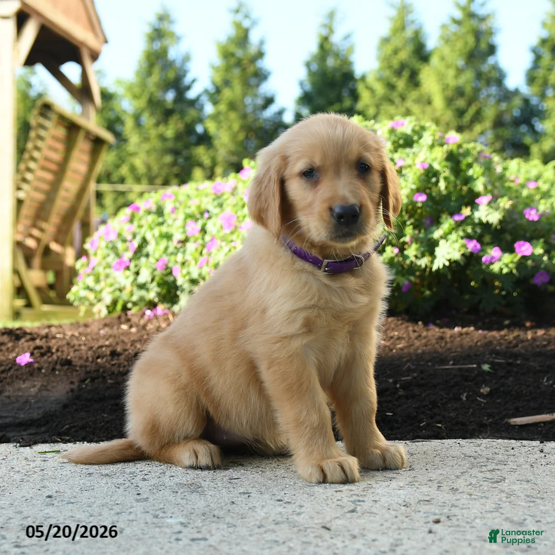 Golden Retriever dogs for sale: Haley - Ad 5