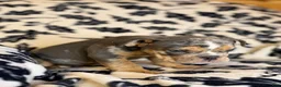 English Bulldog dogs for sale: Versace - Ad 94