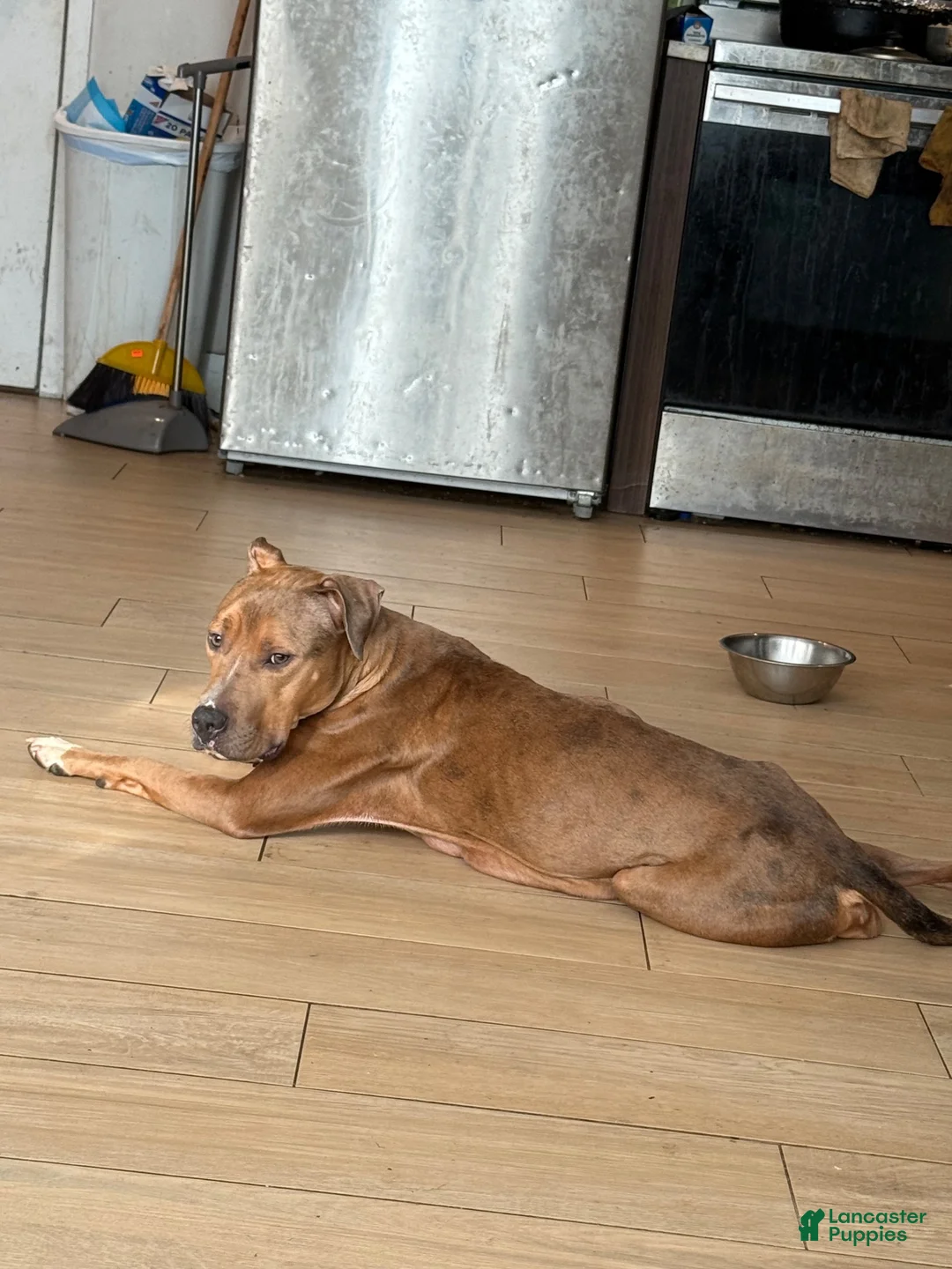 Mixed Breed dogs for sale: Mixed Breed 2 - Ad 2
