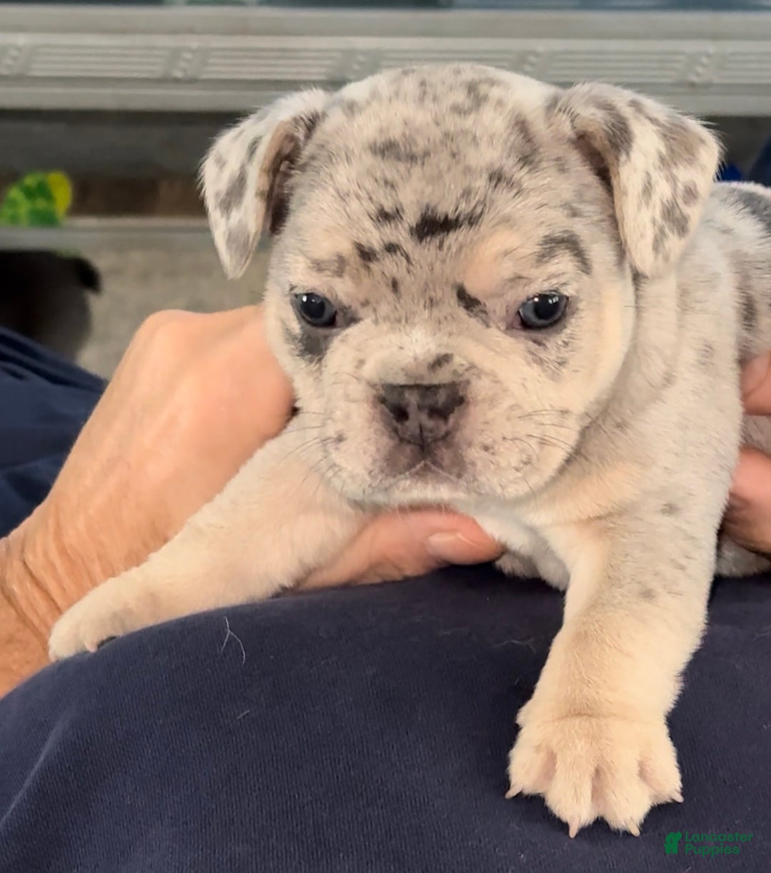 French Bulldog dogs for sale: French Bulldog Puppy 1 - Ad 4