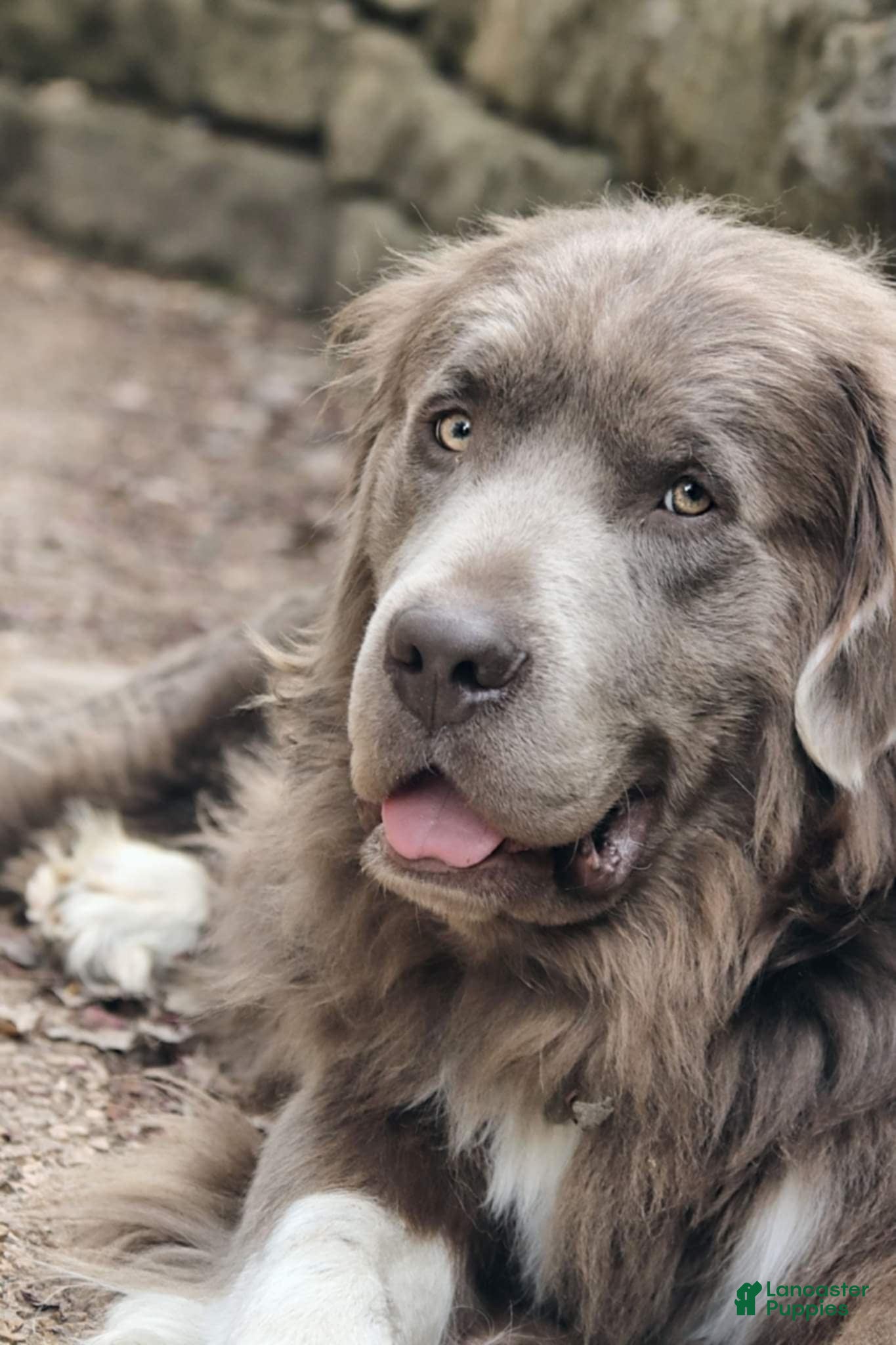 Sampson