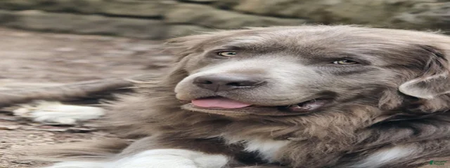 Sampson