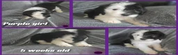 Sheepadoodle dogs for sale: Jasmine-purple collar  - Ad 2