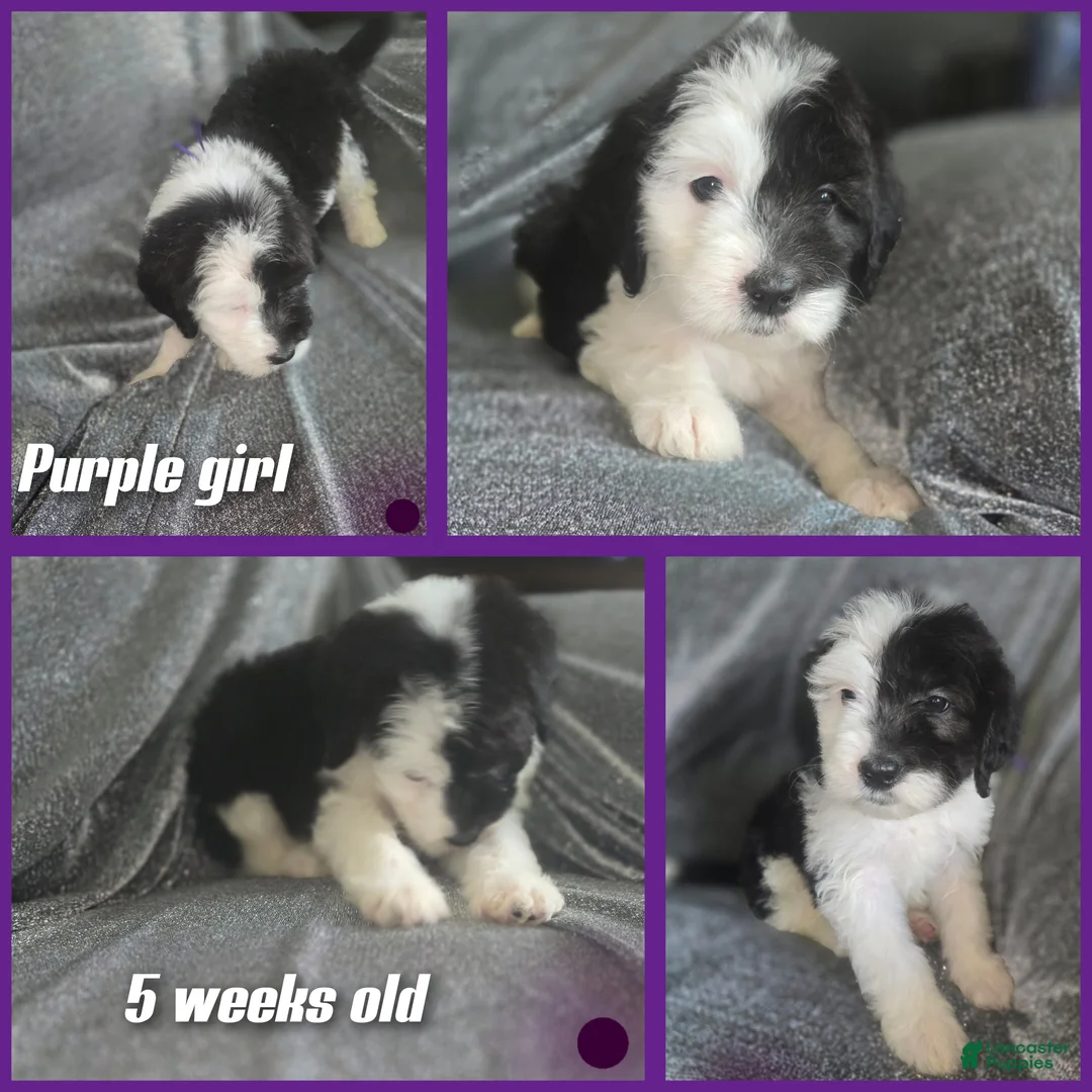 Sheepadoodle dogs for sale: Jasmine-purple collar  - Ad 2