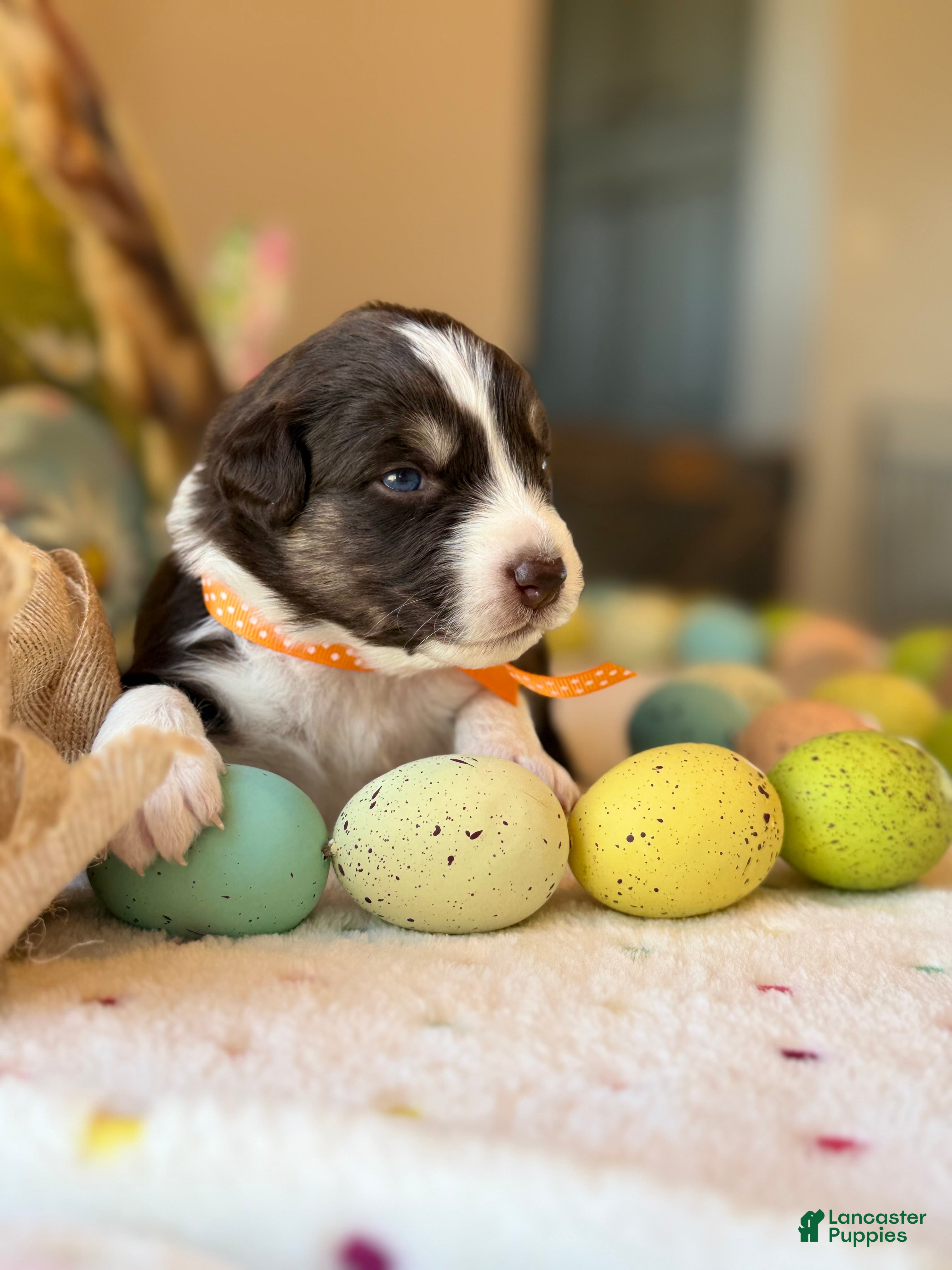 Australian Shepherd dogs Australian Shepherd Puppy 2 - Ad 30
