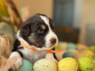 Australian Shepherd dogs Australian Shepherd Puppy 2 - Ad 30