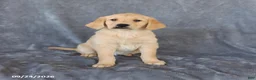Golden Retriever dogs for sale: Misty - Ad 3