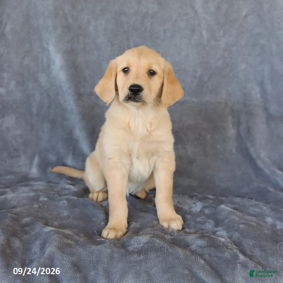 Golden Retriever dogs for sale: Misty - Ad 3