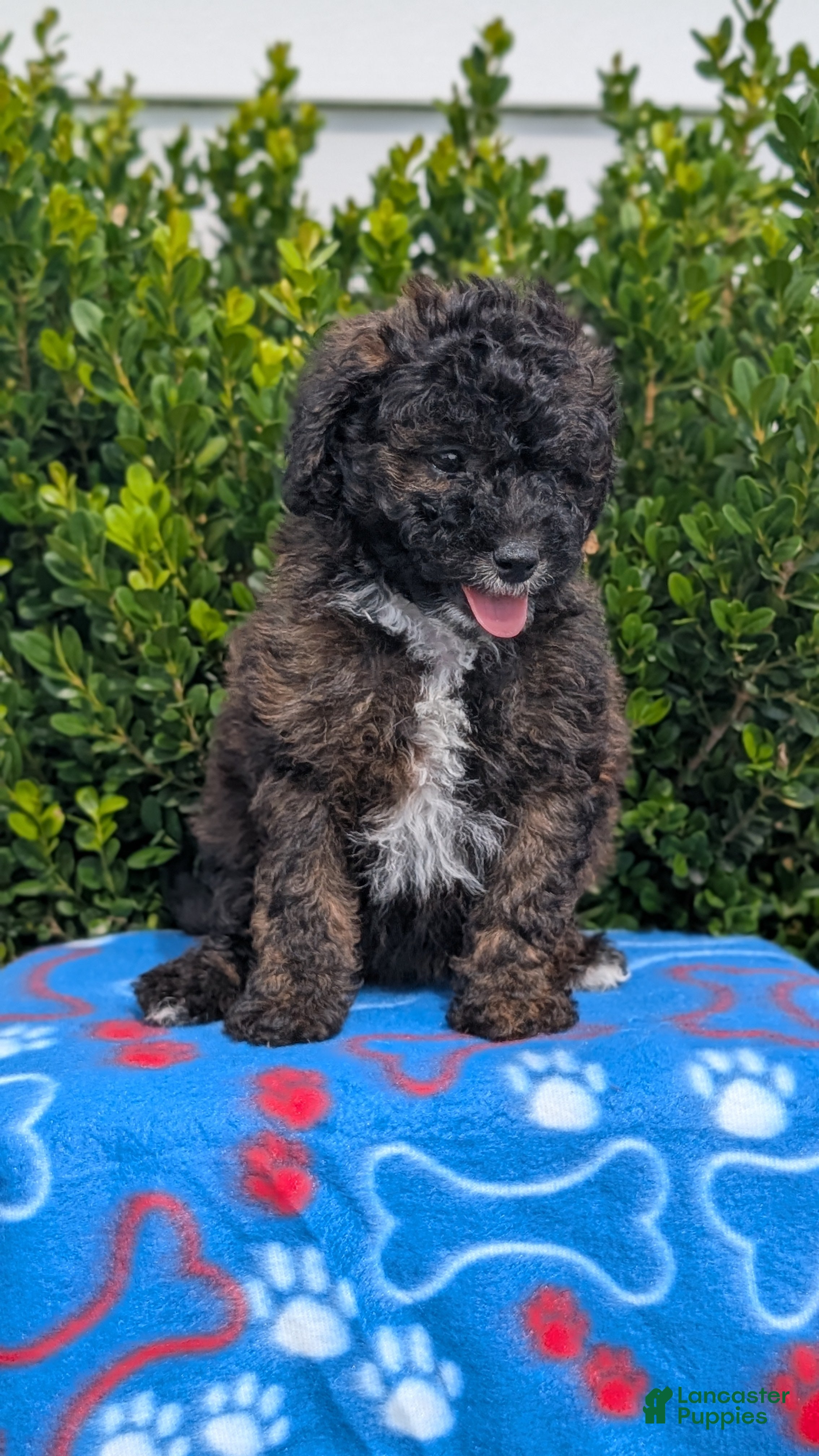 Mixed Breed dogs Dakota - Ad 2