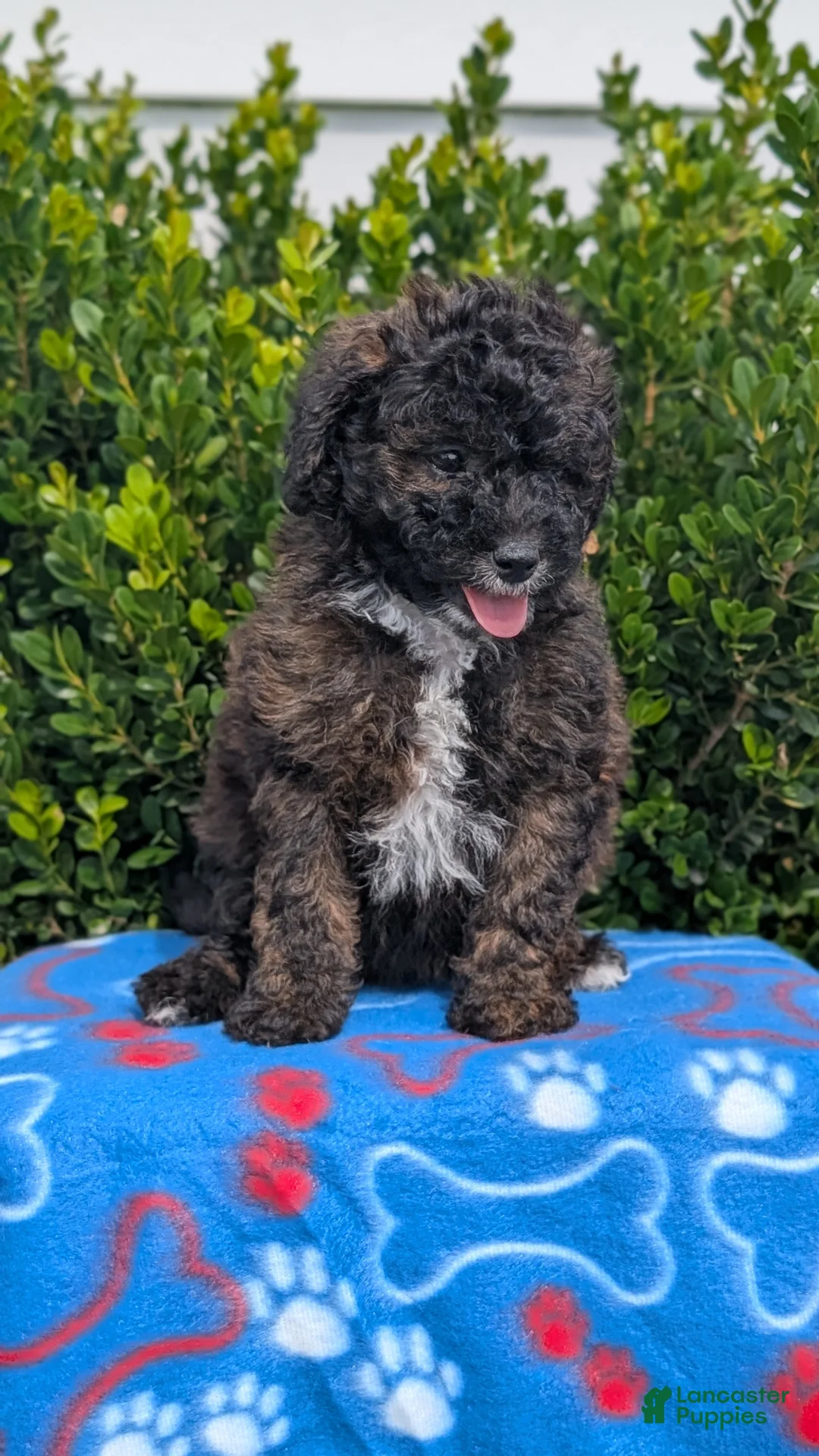 Mixed Breed dogs for sale: Dakota - Ad 2