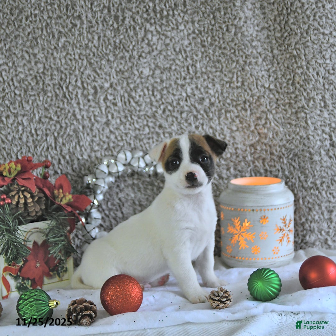 Jack Russell Terrier dogs for sale: Brently - Ad 2