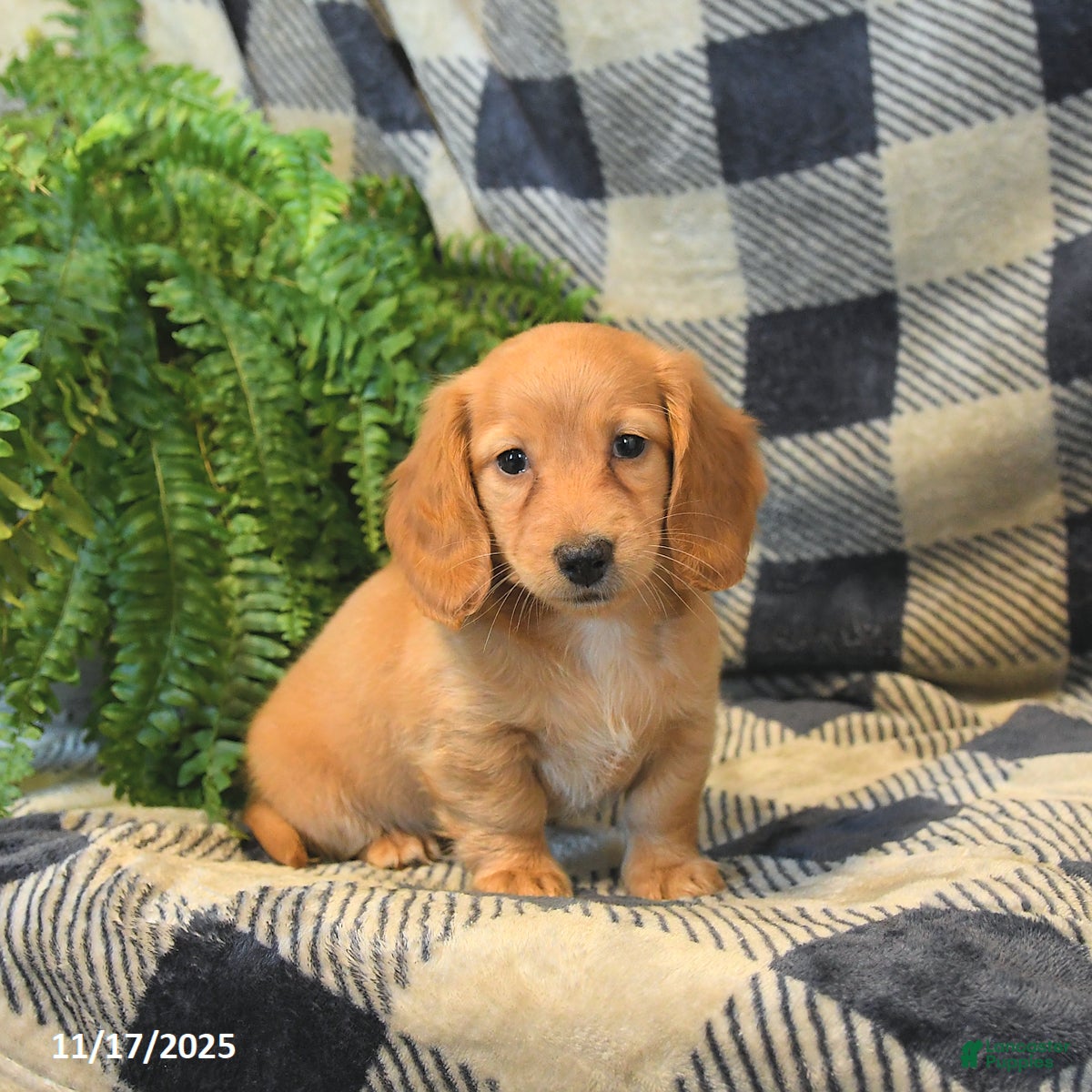Miniature Dachshund dogs Millie - Ad 2