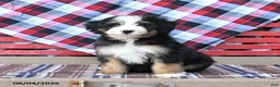 Mini Bernedoodle dogs for sale: Sugar - Ad 3