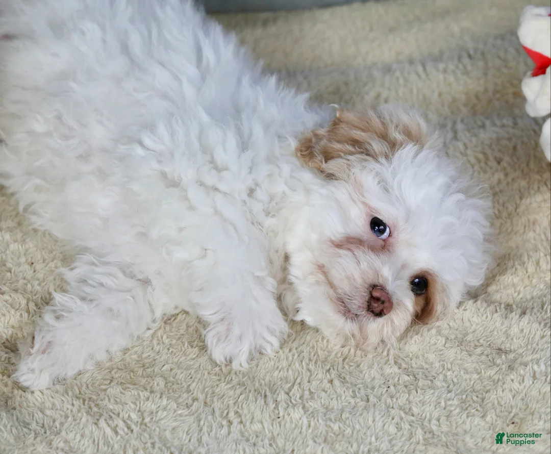 Shihpoo dogs for sale: Charlee - Ad 6