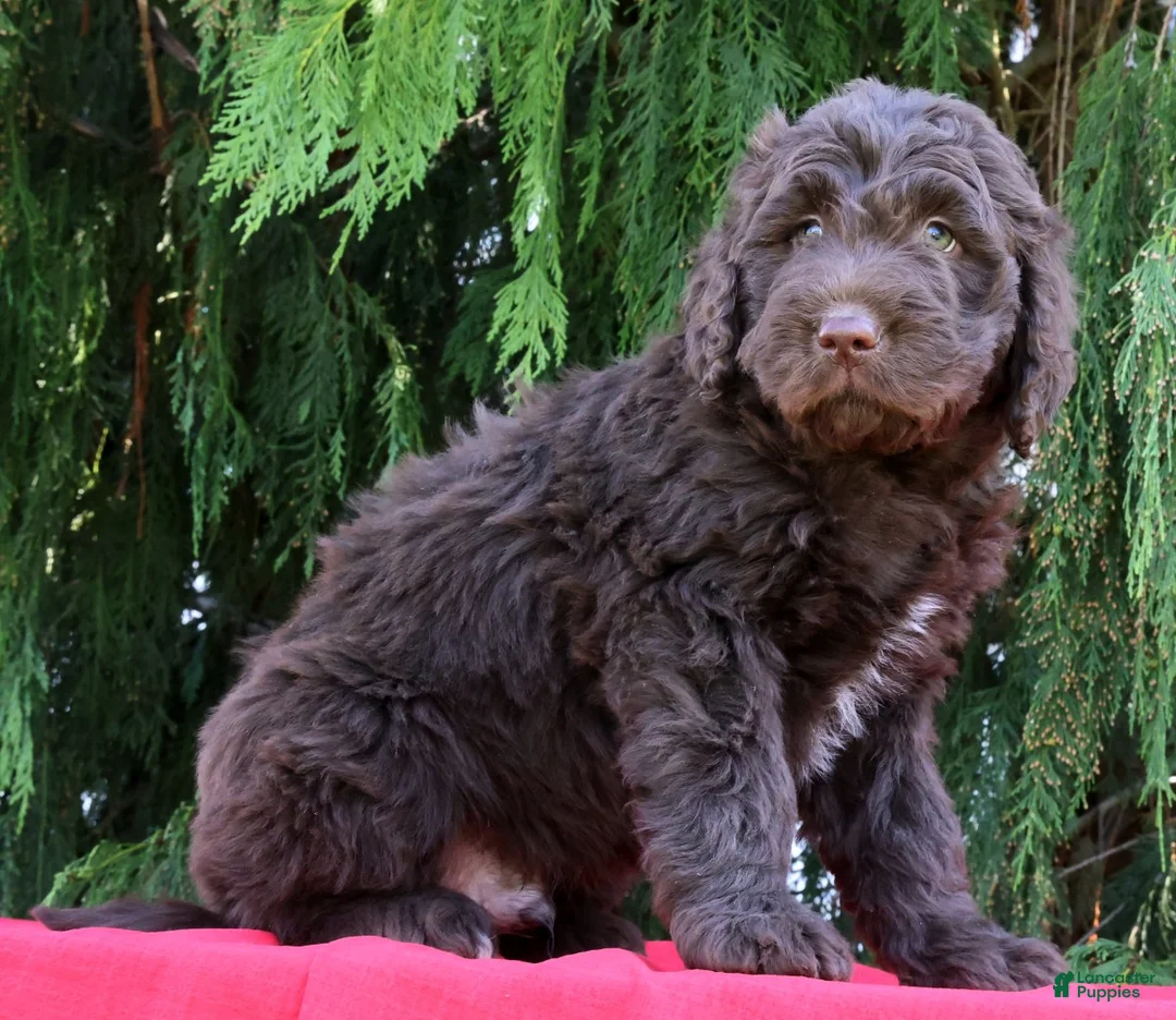 Newfypoo dogs for sale: Chico - Ad 1