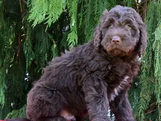 Newfypoo dogs for sale: Chico - Ad 4