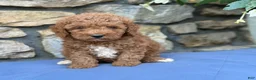 Miniature Poodle dogs for sale: Major - Ad 3