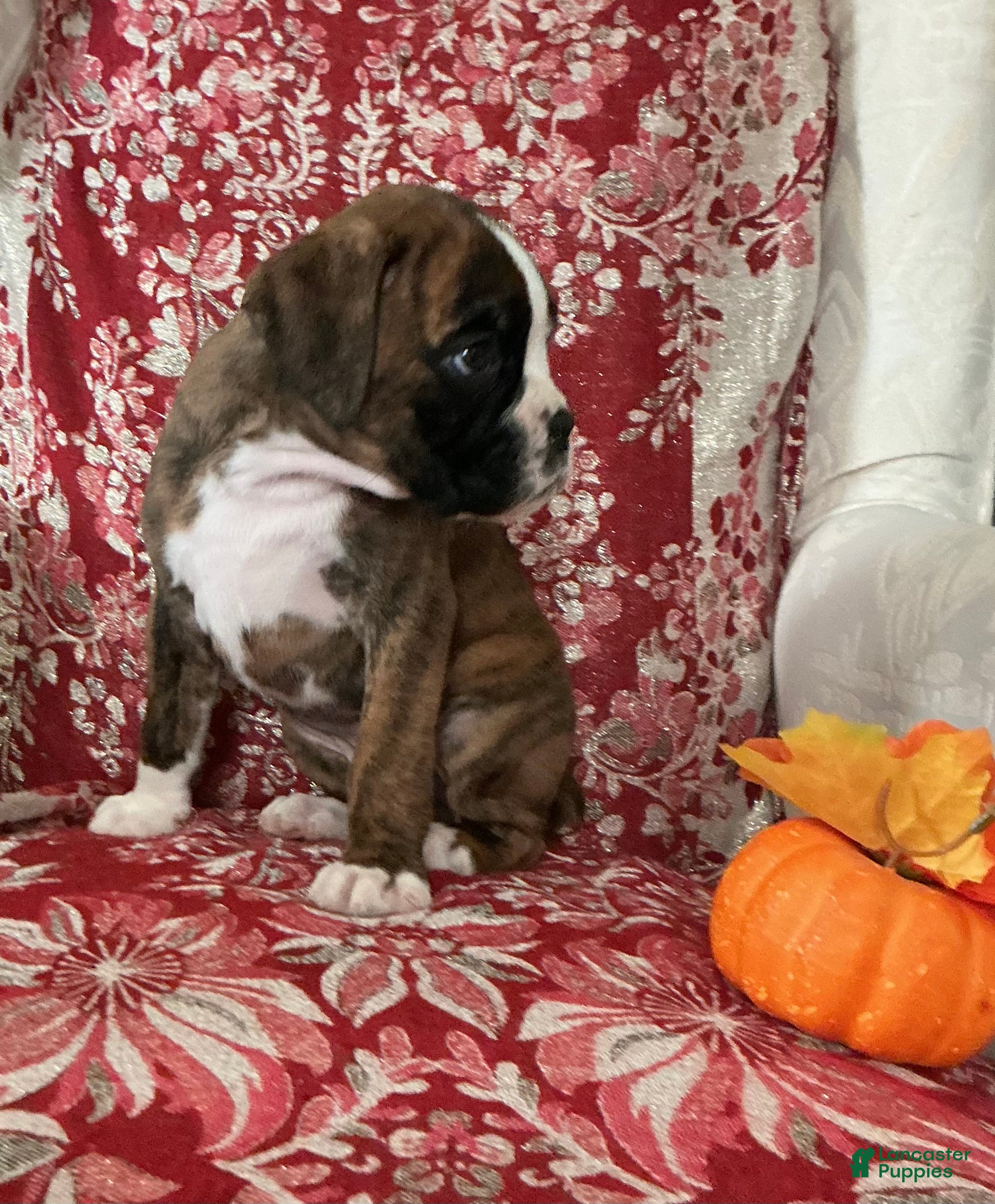 Boxer dogs Bella - Ad 2