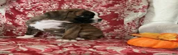 Boxer dogs for sale: Bella - Ad 2