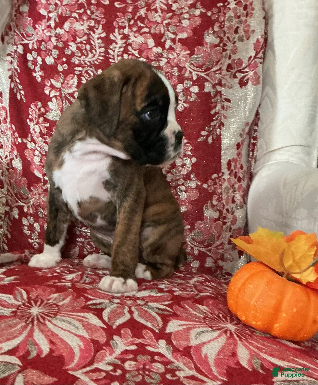 Boxer dogs for sale: Bella - Ad 2