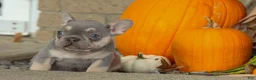French Bulldog dogs for sale:  Regina🎀 - Ad 3