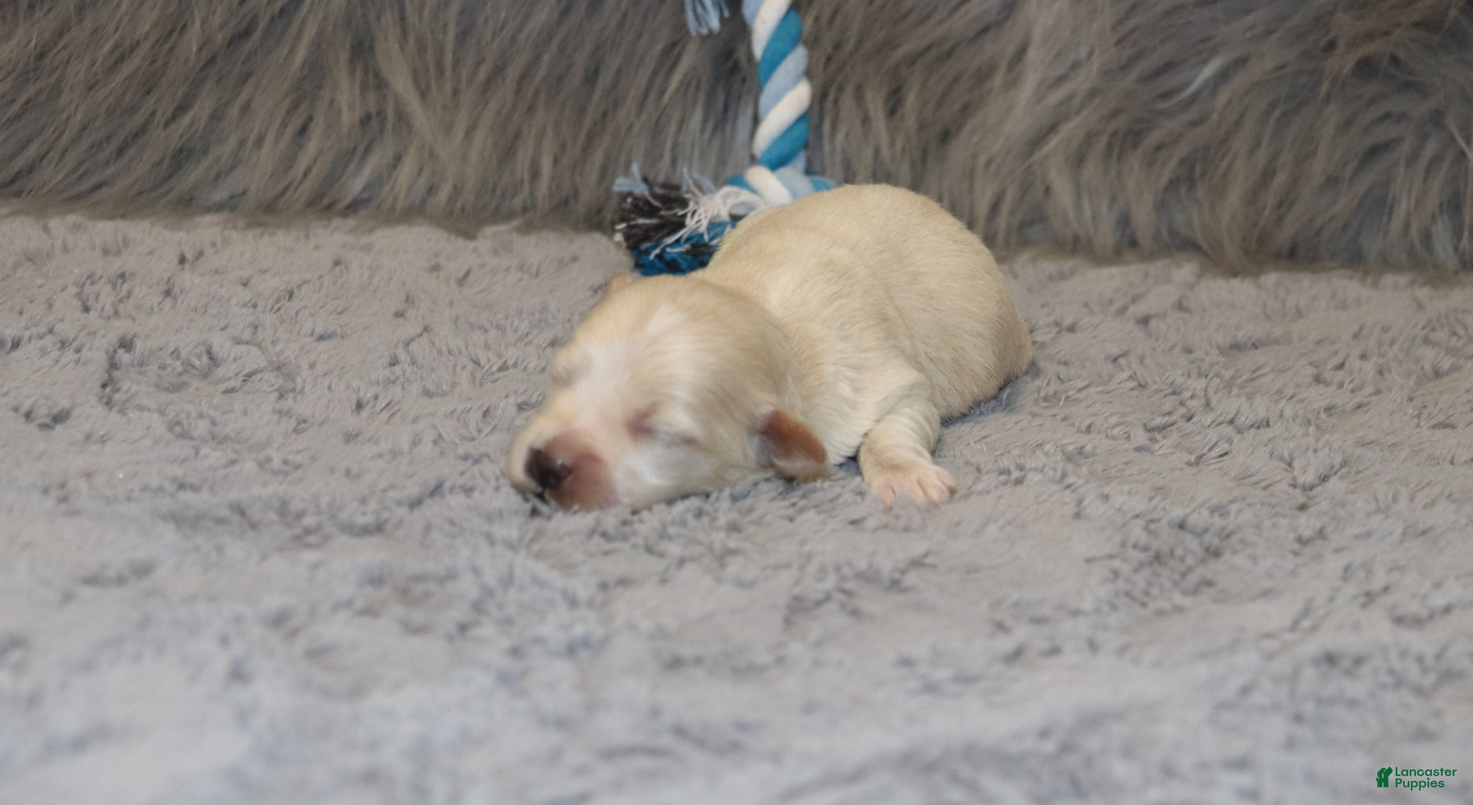 Havapoo dogs Pinto 💙 Toy/Miniature - Ad 2