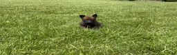 Belgian Malinois dogs for sale: Jackson - Ad 6
