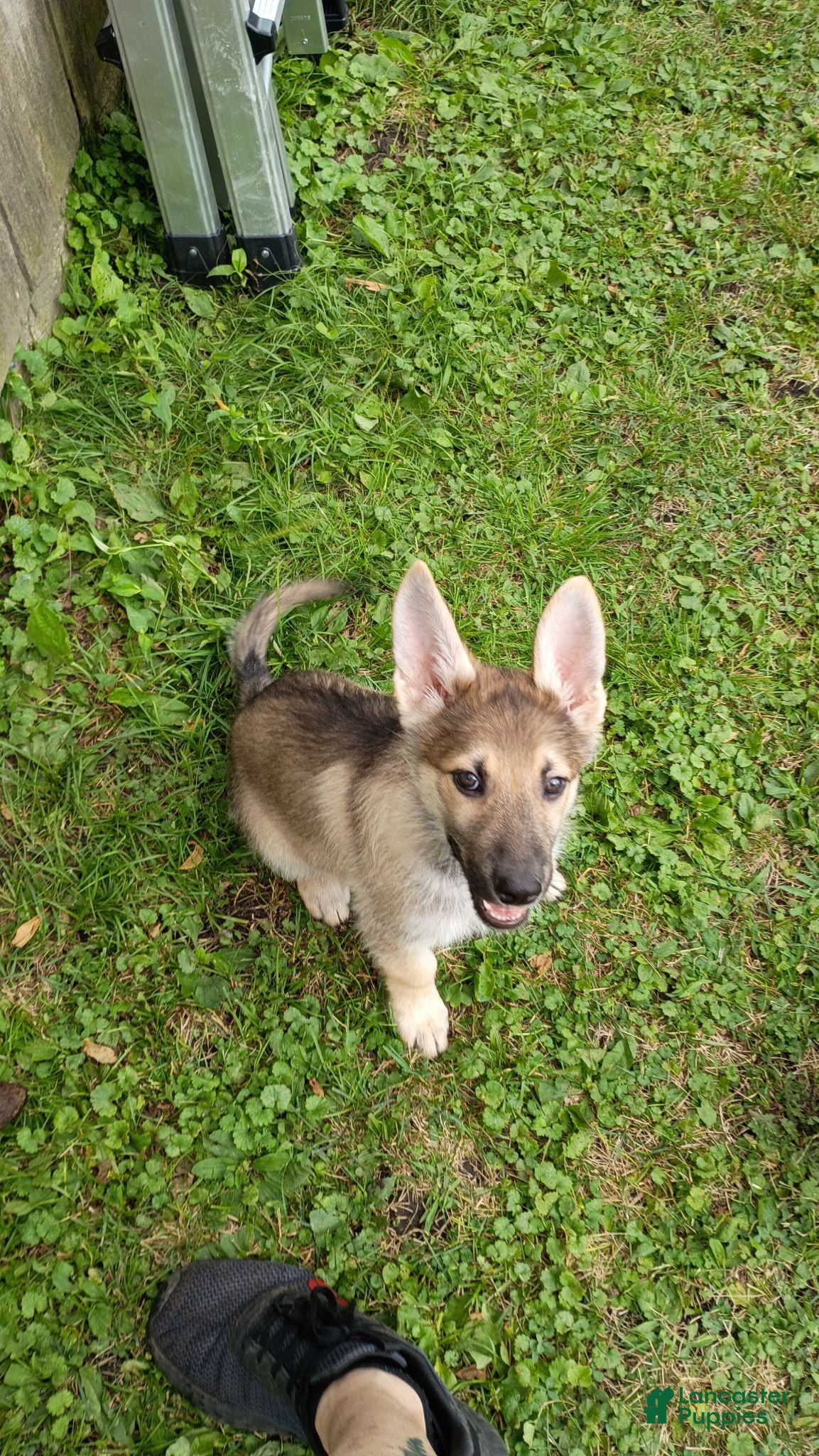 German Shepherd dogs German Shepherd 1 - Ad 31
