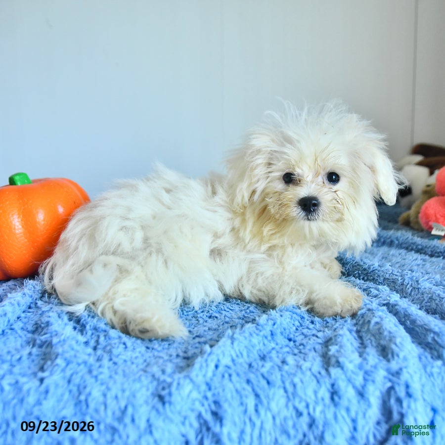Pomapoo dogs Hermione - Ad 2