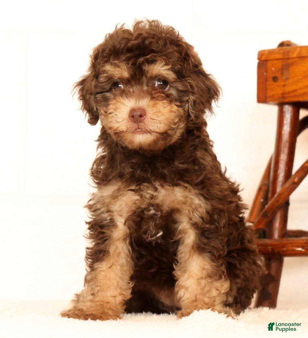 Havapoo dogs Daisy - Ad 2