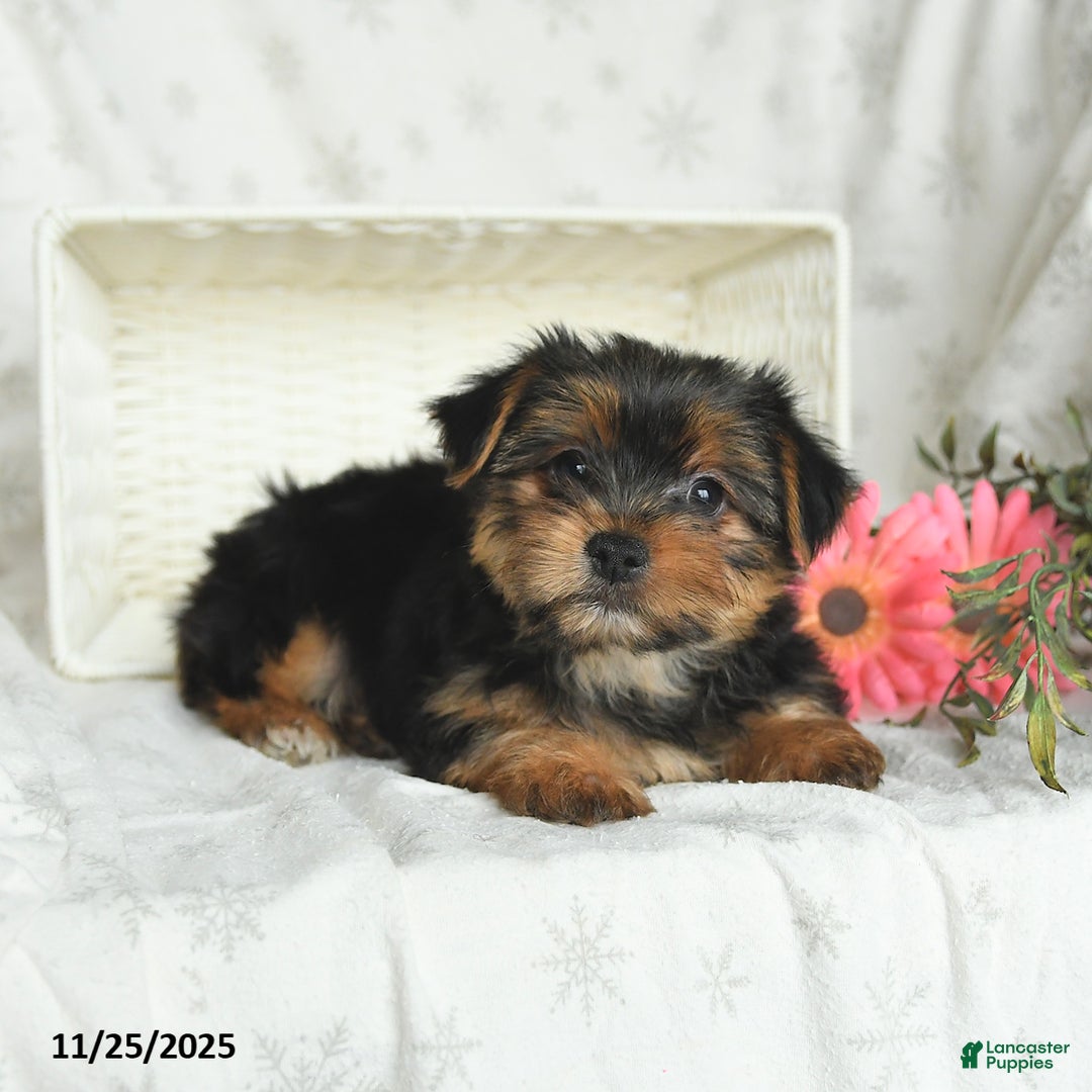 Yorkshire Terrier dogs for sale: Lulu - Ad 3
