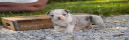 Mixed Breed dogs for sale: Splendor Victorian Bulldog - Ad 6