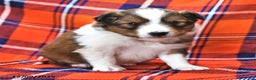 Shetland Sheepdog dogs for sale: Candy Cane - Ad 1