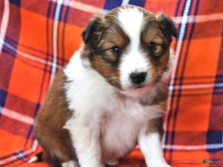 Shetland Sheepdog dogs Candy Cane - Ad 3