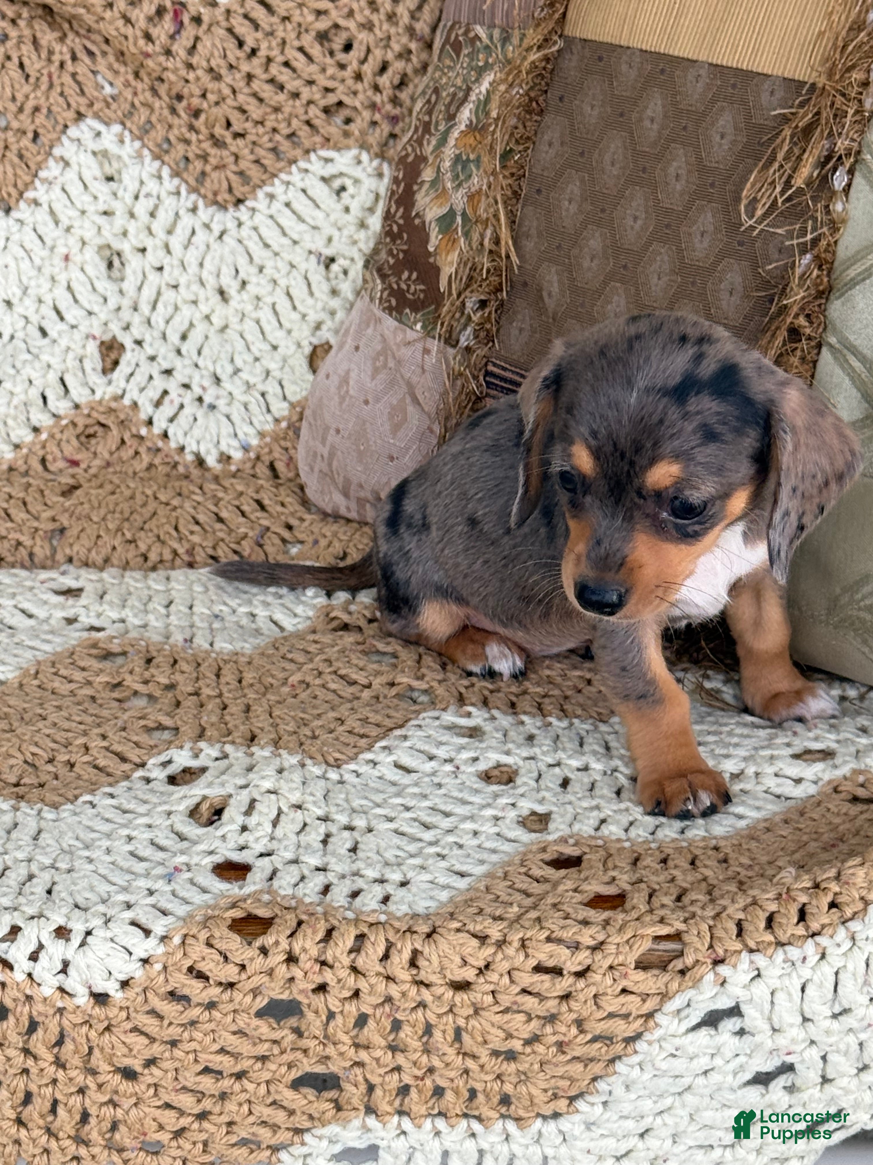 Miniature Dachshund dogs  Dapple girl - Ad 1
