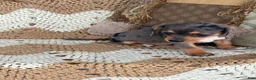 Miniature Dachshund dogs for sale:  Dapple girl - Ad 1