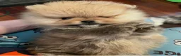 Pomeranian dogs for sale: Pomeranian Puppy 1 - Ad 5