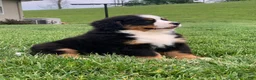 Bernese Mountain Dog dogs for sale: Willow  - Ad 6