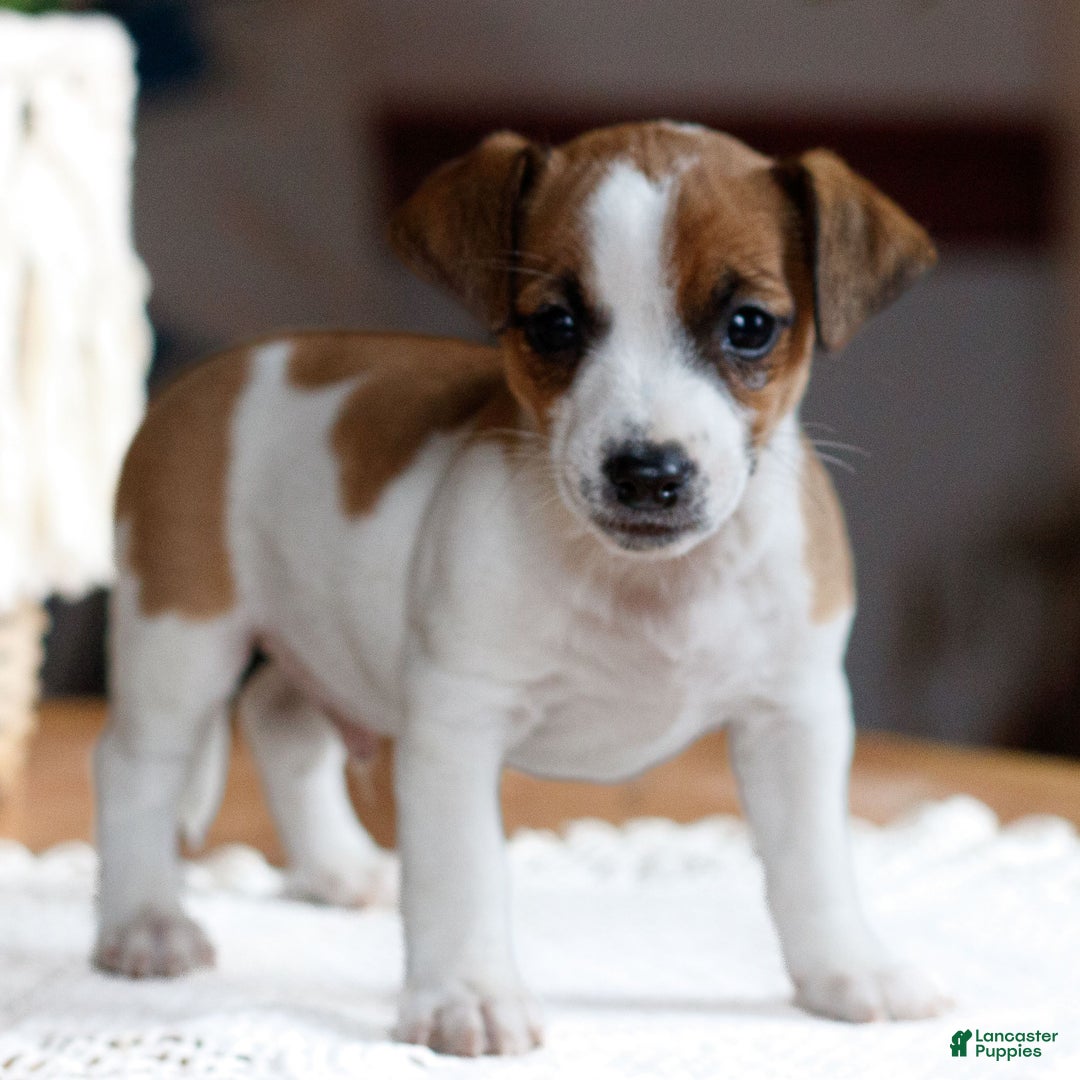 Jack Russell Terrier dogs for sale: Zach  - Ad 2
